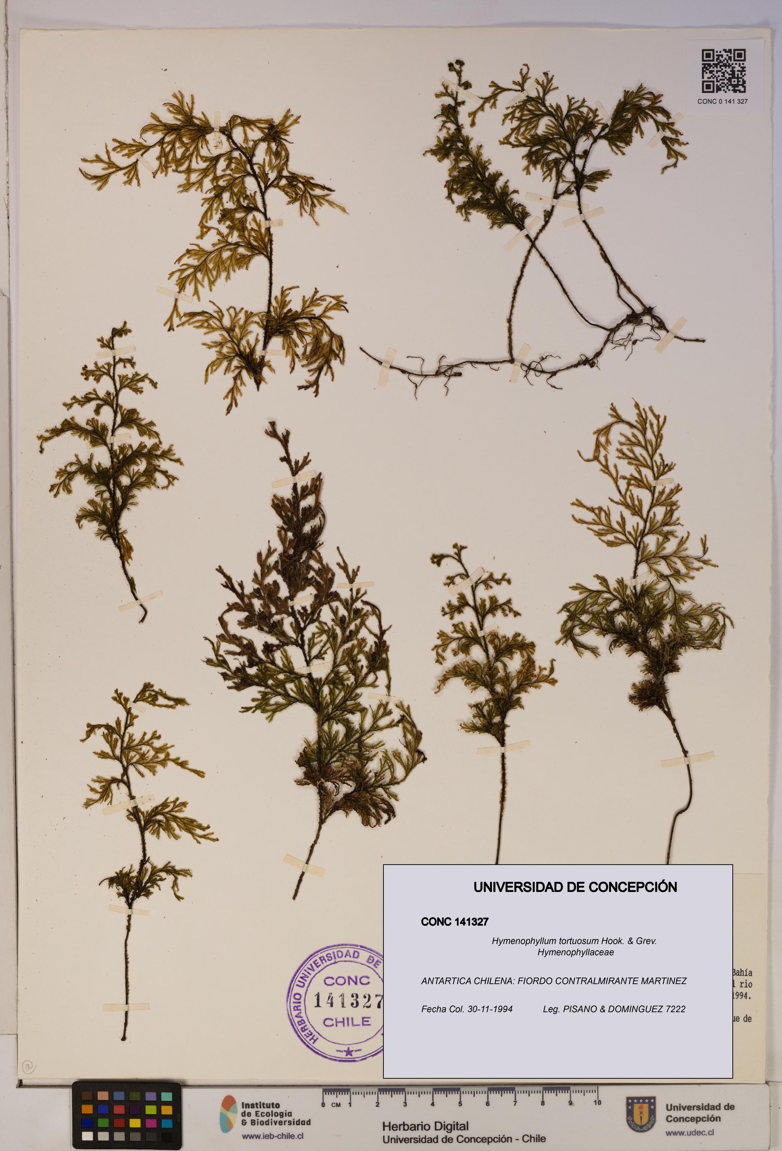 Hymenophyllum tortuosum [Espécimen: ]