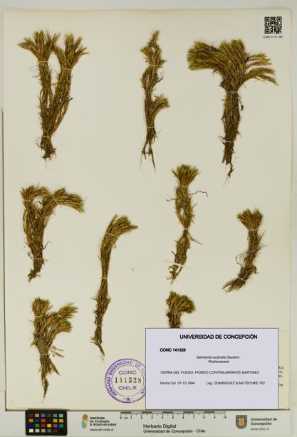 Gaimardia australis [Espécimen: UDEC:CONC:0141328]