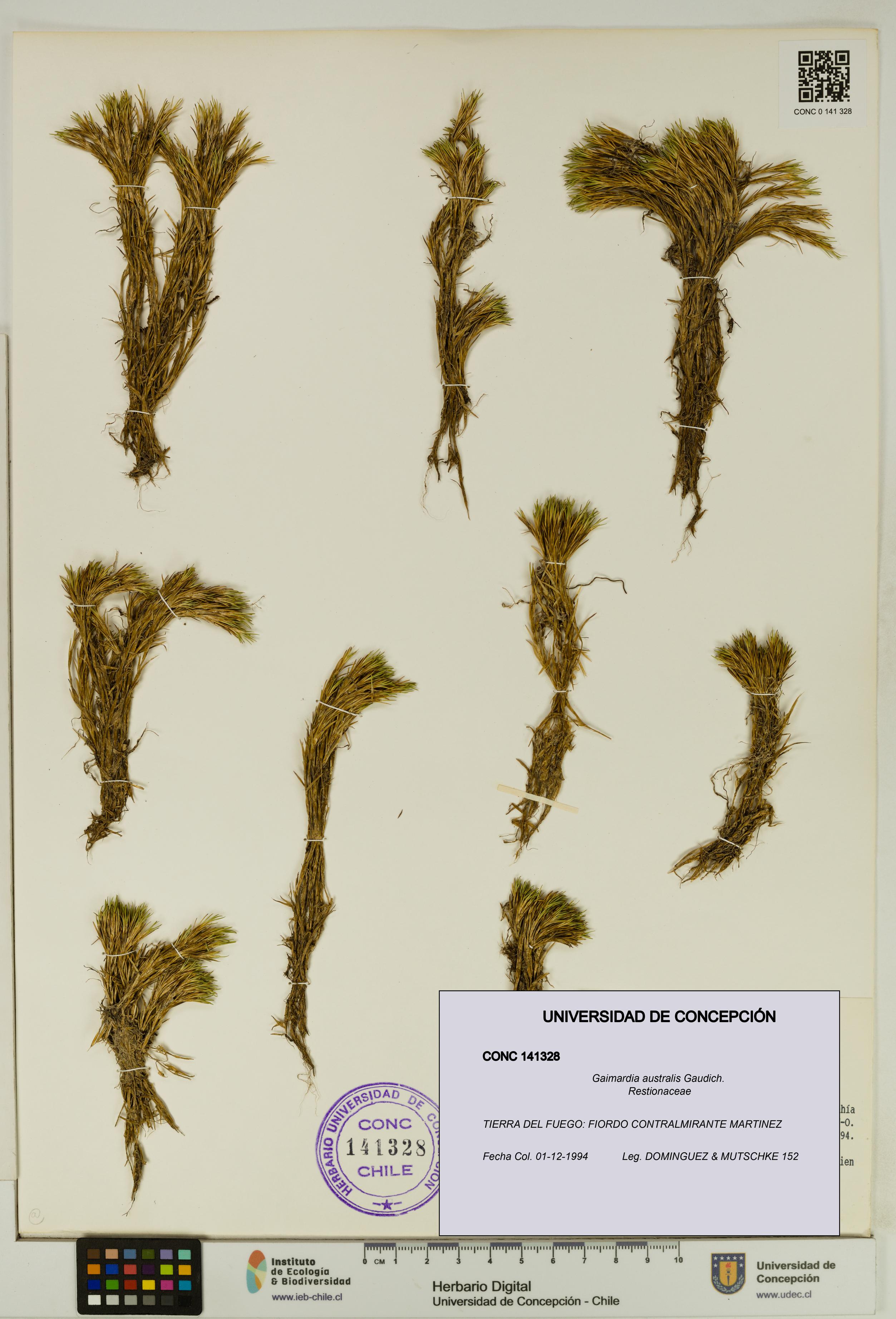 Gaimardia australis [Espécimen: UDEC:CONC:0141328]