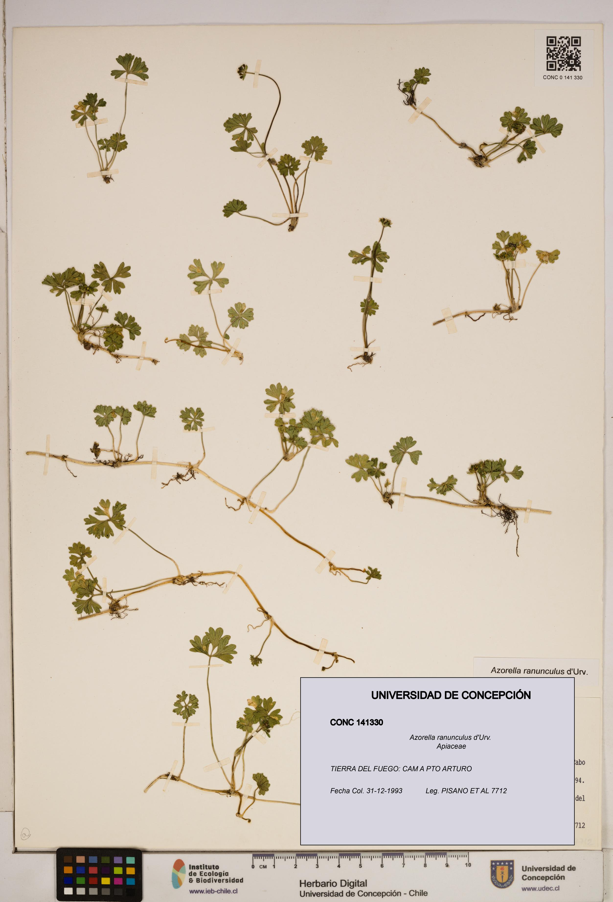 Azorella ranunculus [Espécimen: ]