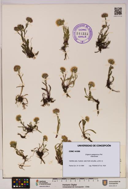 Erigeron patagonicus [Espécimen: UDEC:CONC:0141333]