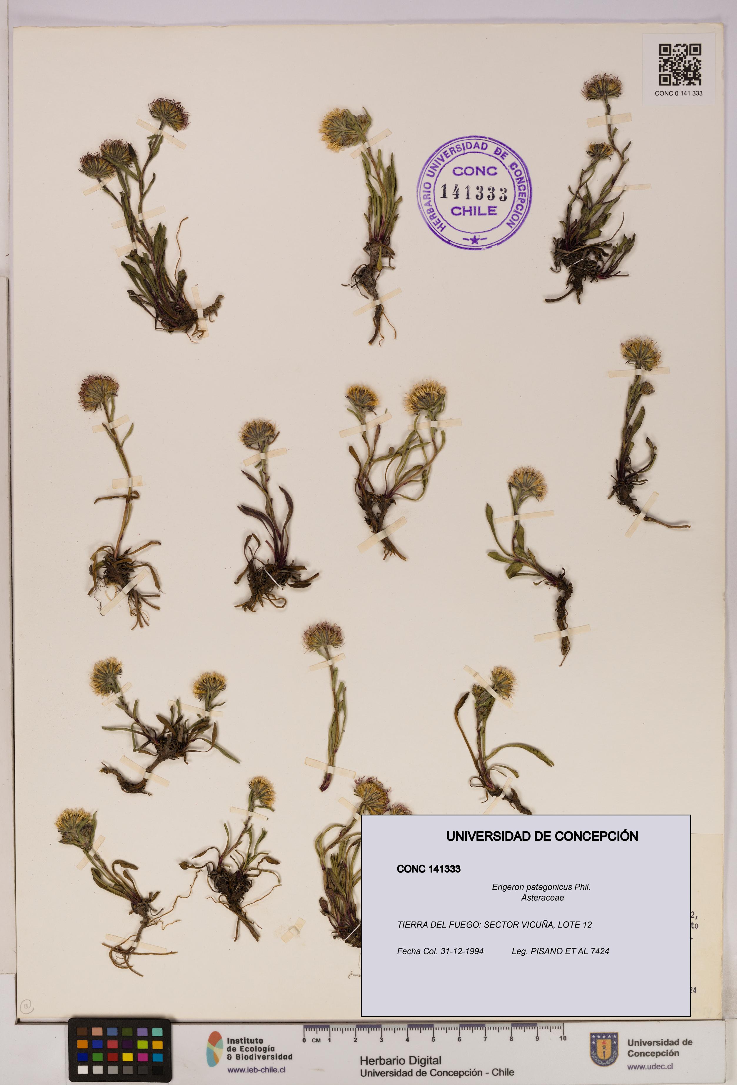 Erigeron patagonicus [Espécimen: UDEC:CONC:0141333]