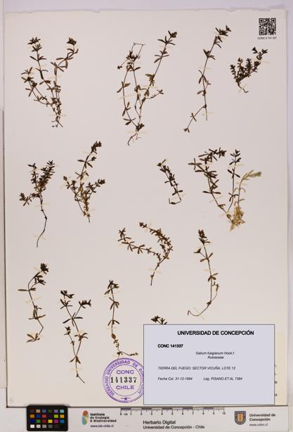 Galium fuegianum [Espécimen: UDEC:CONC:0141337]