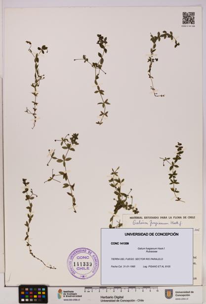 Galium fuegianum [Espécimen: UDEC:CONC:0141339]