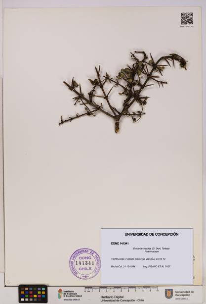 Discaria chacaye [Espécimen: UDEC:CONC:0141341]