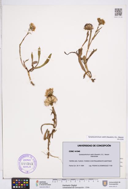 Symphyotrichum vahlii [Espécimen: ]