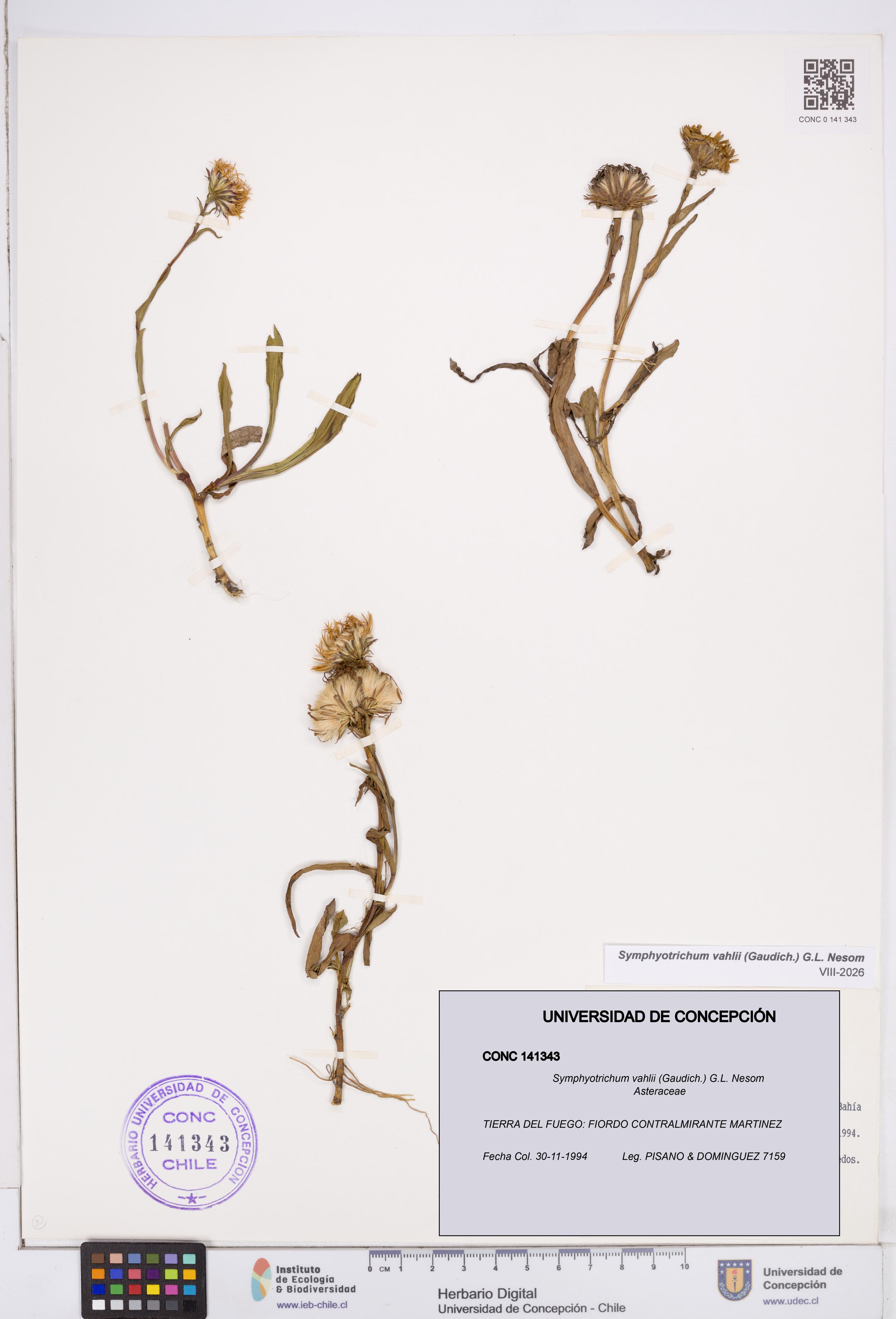 Symphyotrichum vahlii [Espécimen: ]