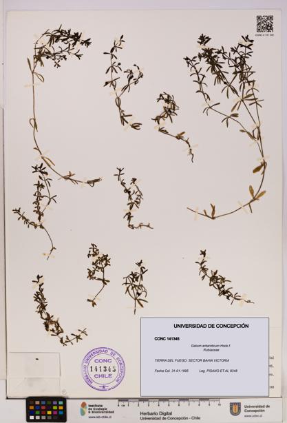 Galium antarcticum [Espécimen: UDEC:CONC:0141345]