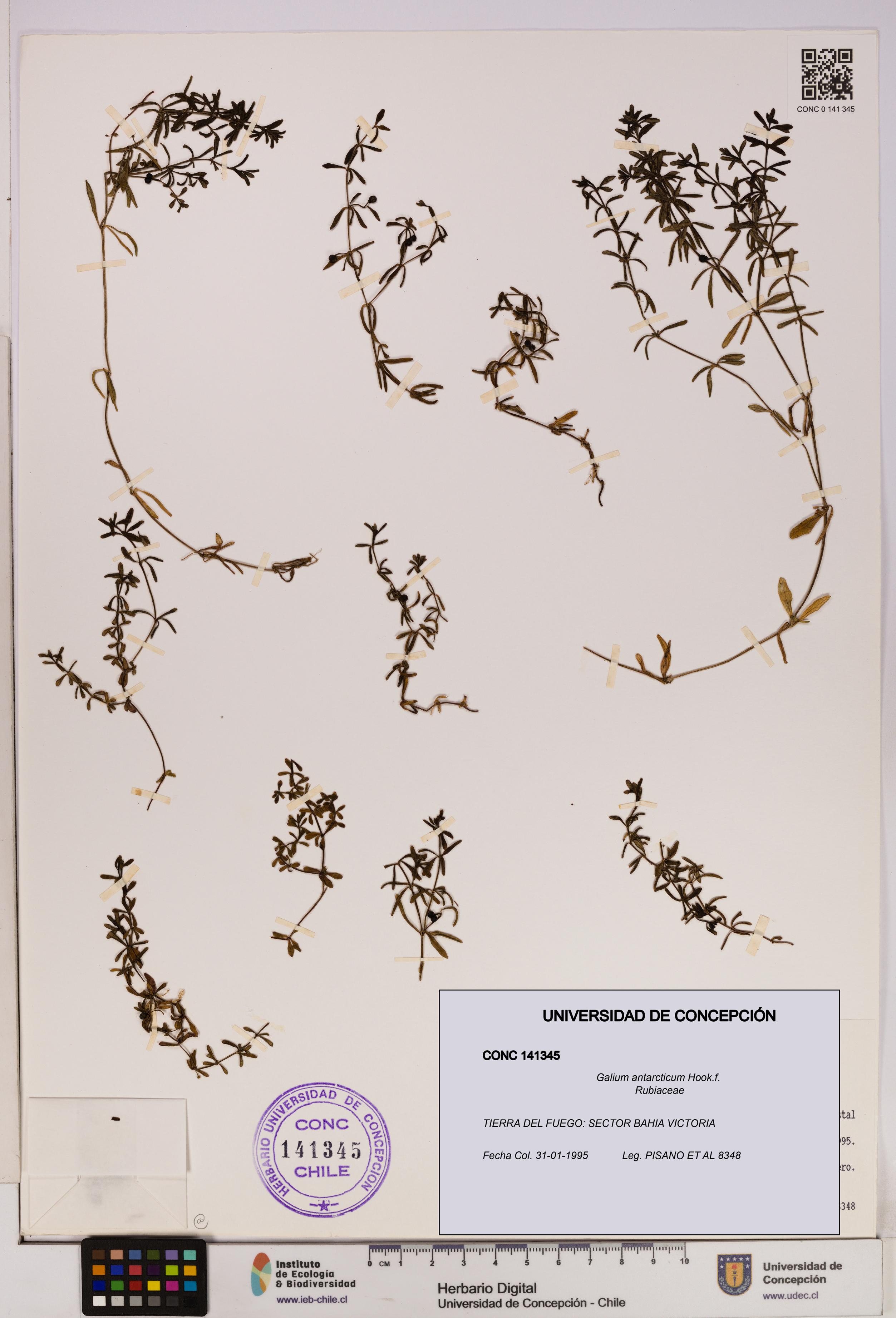 Galium antarcticum [Espécimen: UDEC:CONC:0141345]