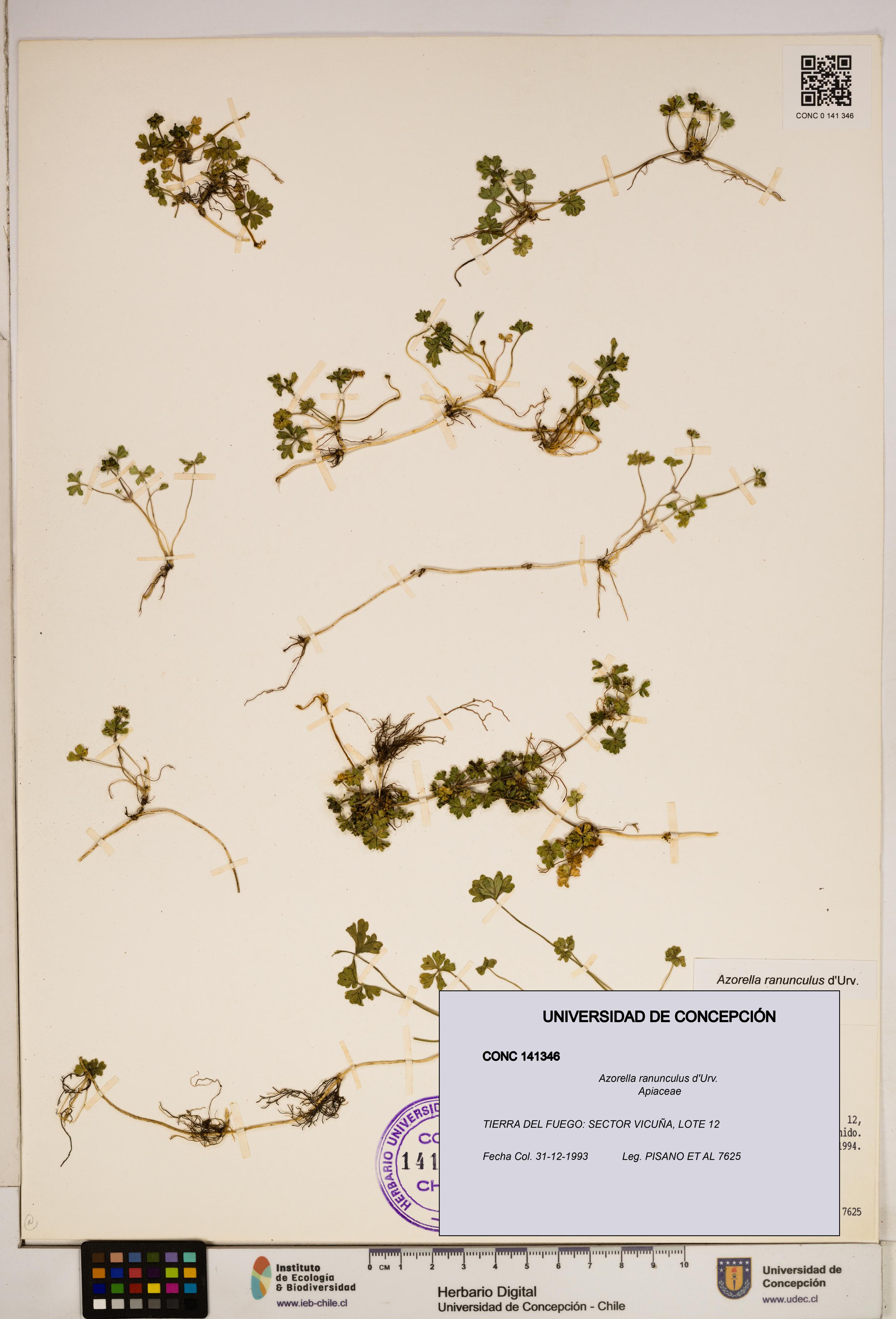 Azorella ranunculus [Espécimen: ]
