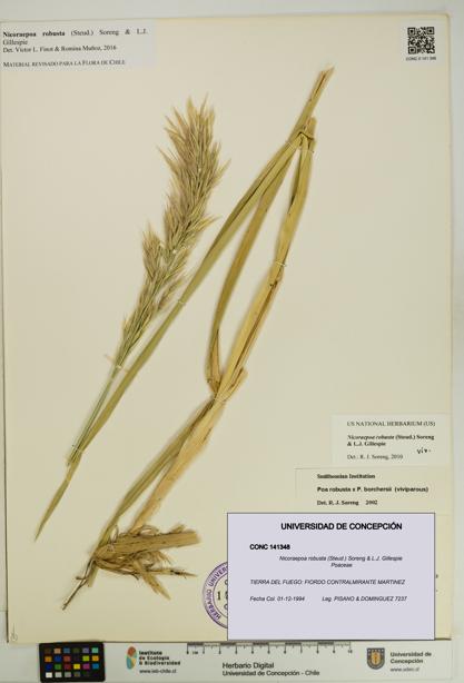 Nicoraepoa robusta [Espécimen: UDEC:CONC:0141348]