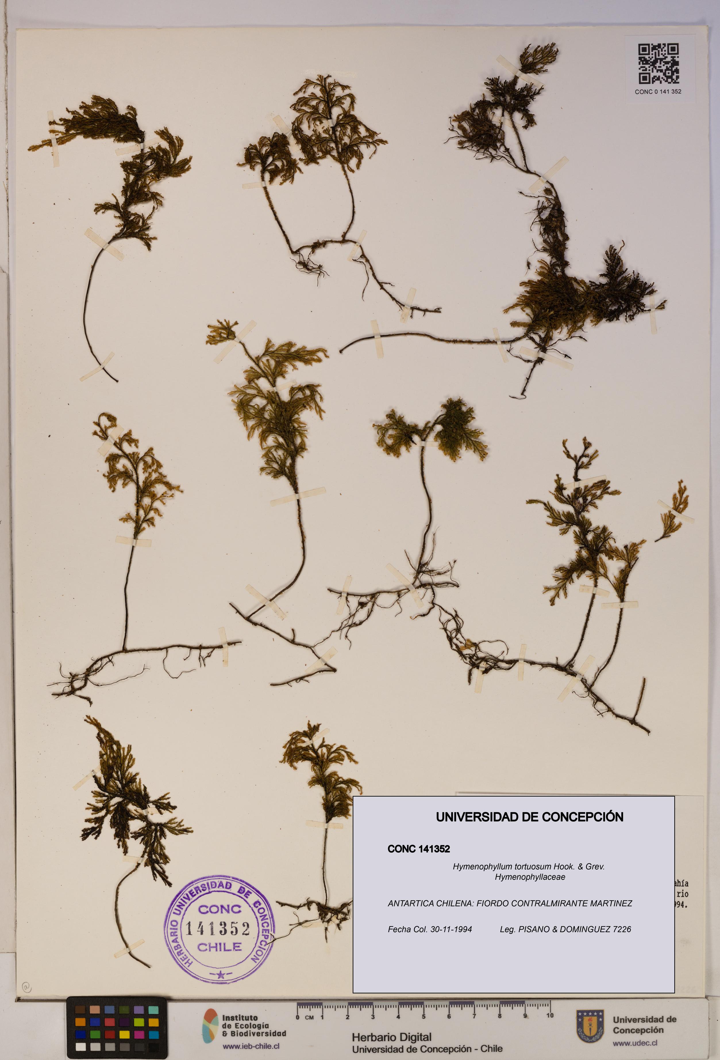 Hymenophyllum tortuosum [Espécimen: ]