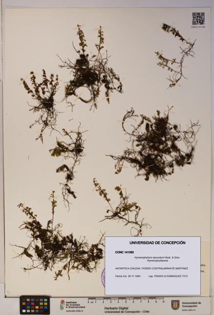 Hymenophyllum secundum [Espécimen: ]