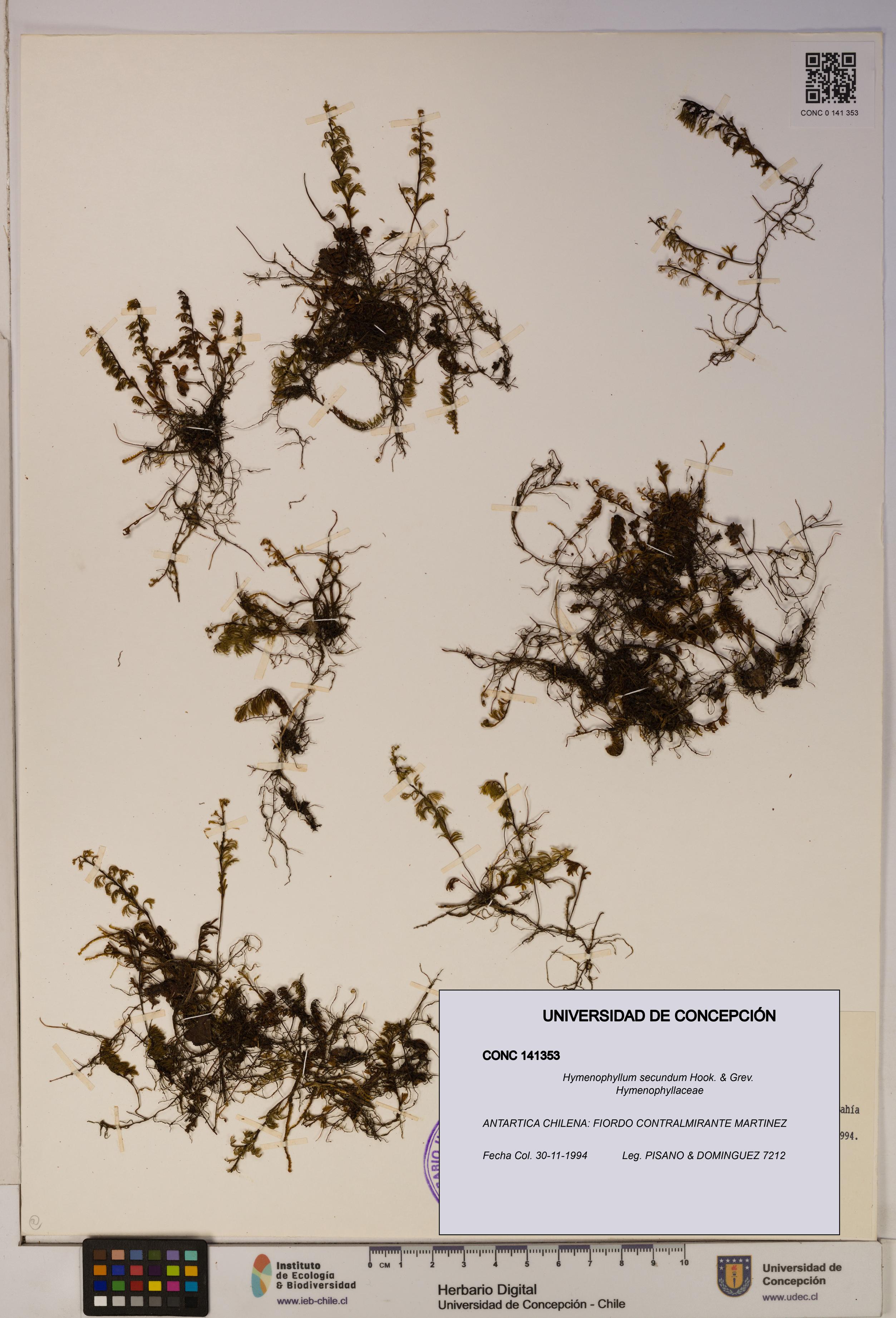 Hymenophyllum secundum [Espécimen: ]