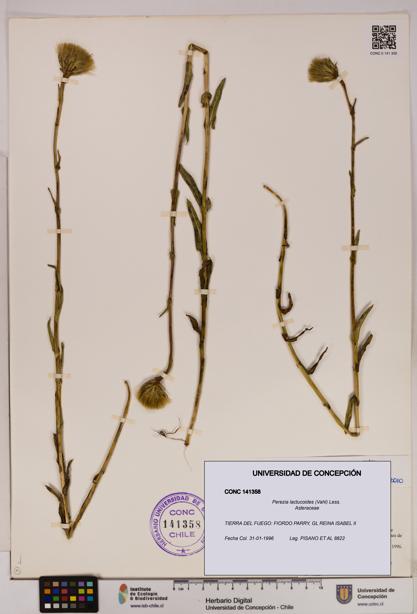 Perezia lactucoides [Espécimen: UDEC:CONC:0141358]
