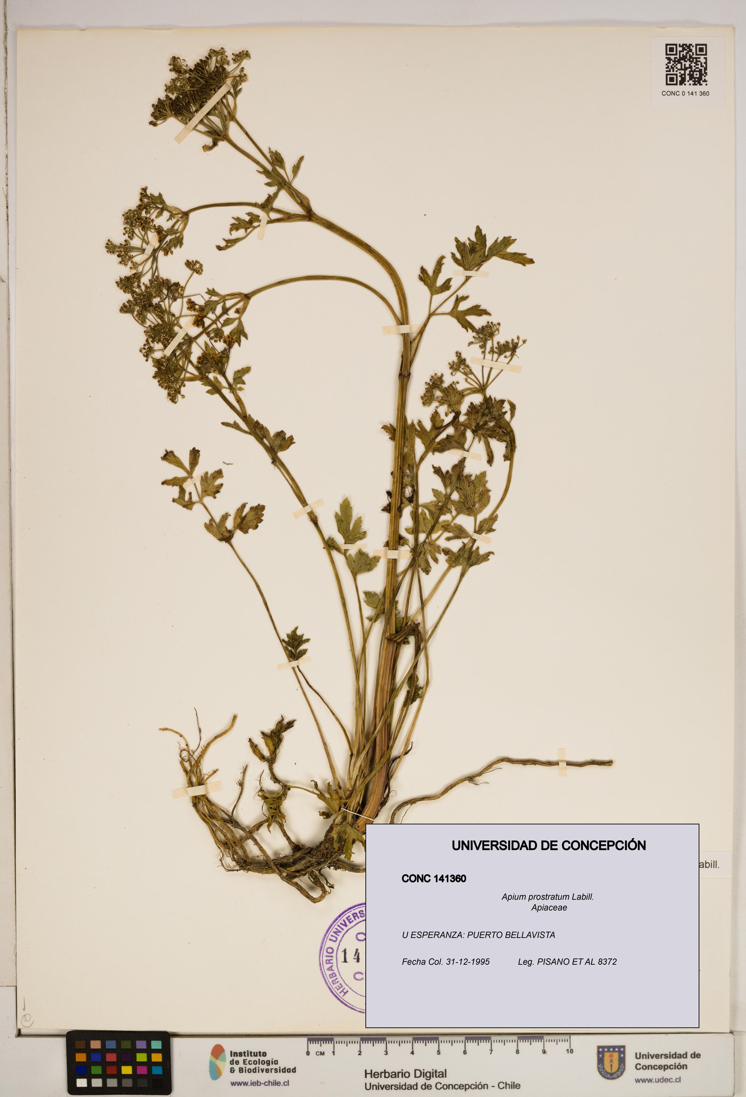 Apium prostratum [Espécimen: ]