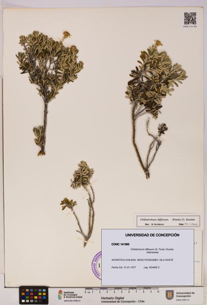 Chiliotrichum diffusum [Espécimen: UDEC:CONC:0141363]