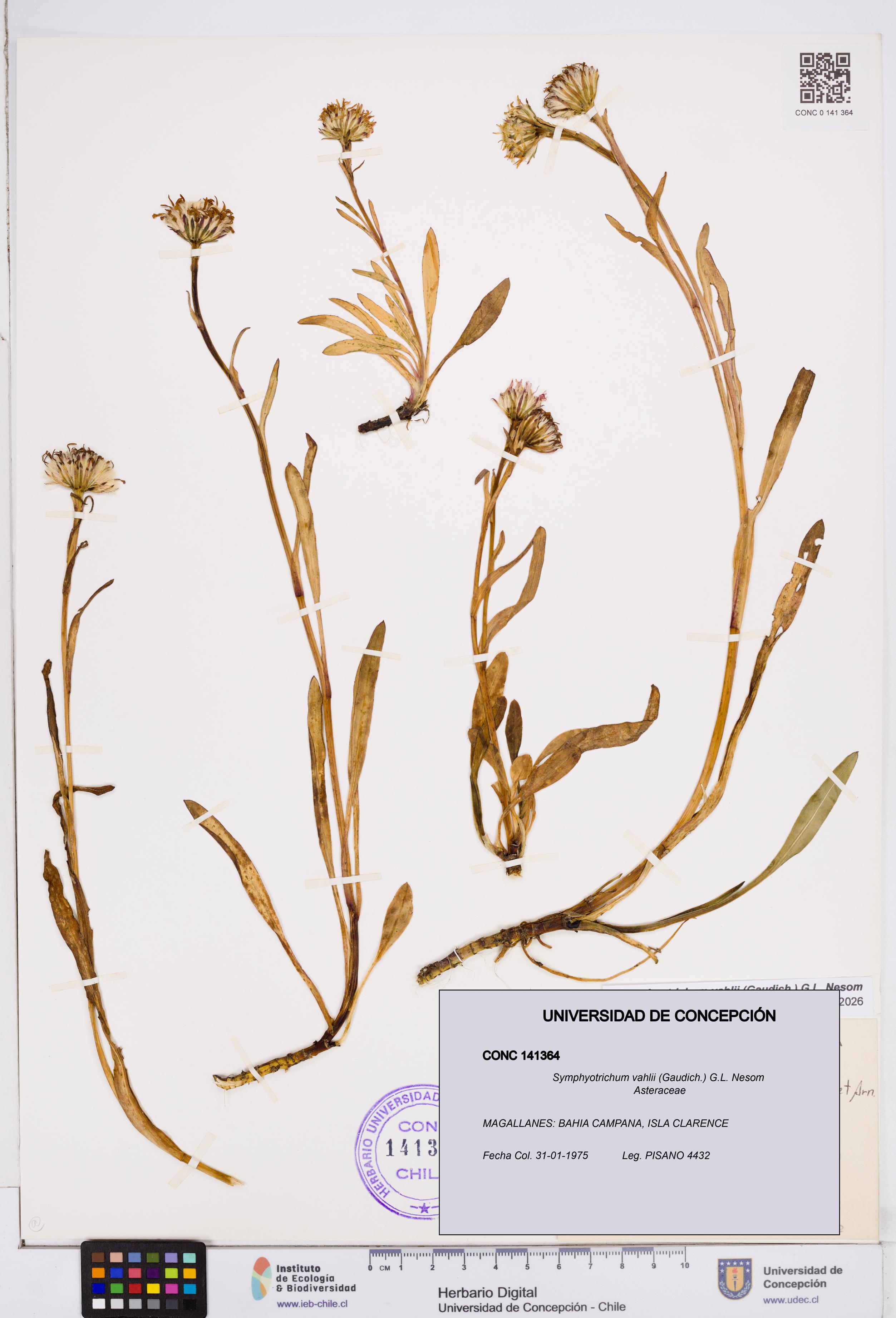 Symphyotrichum vahlii [Espécimen: ]