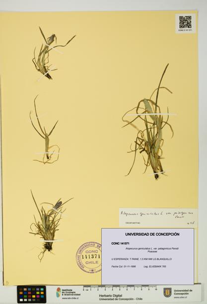 Alopecurus geniculatus var. patagonicus [Espécimen: UDEC:CONC:0141371]