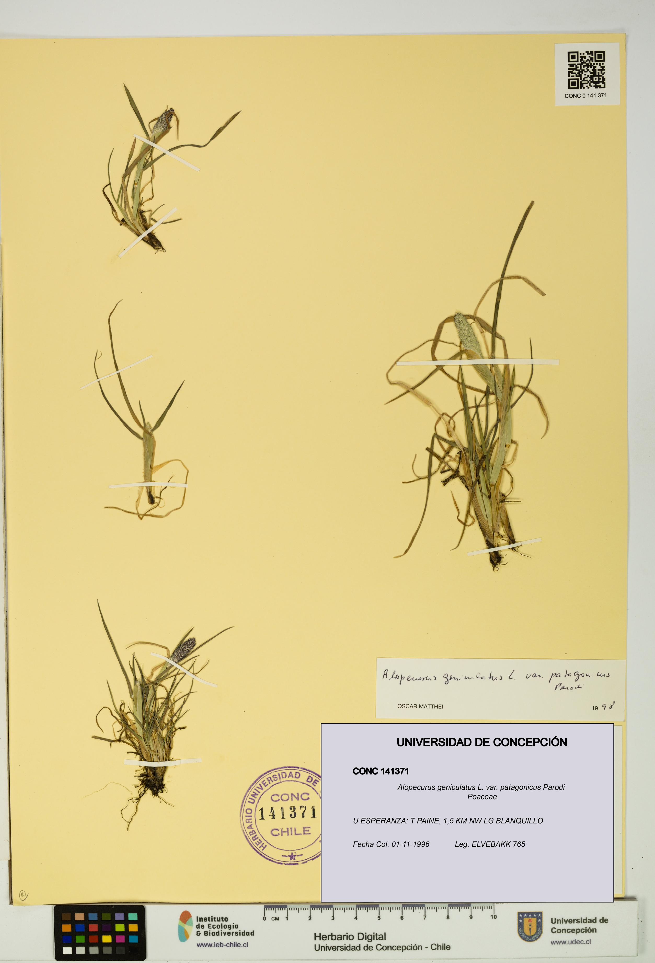 Alopecurus geniculatus var. patagonicus [Espécimen: UDEC:CONC:0141371]