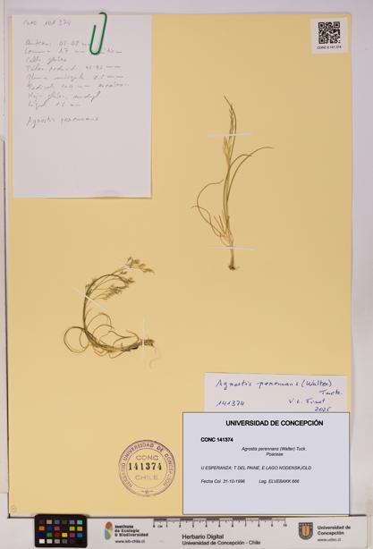 Agrostis perennans [Espécimen: UDEC:CONC:0141374]