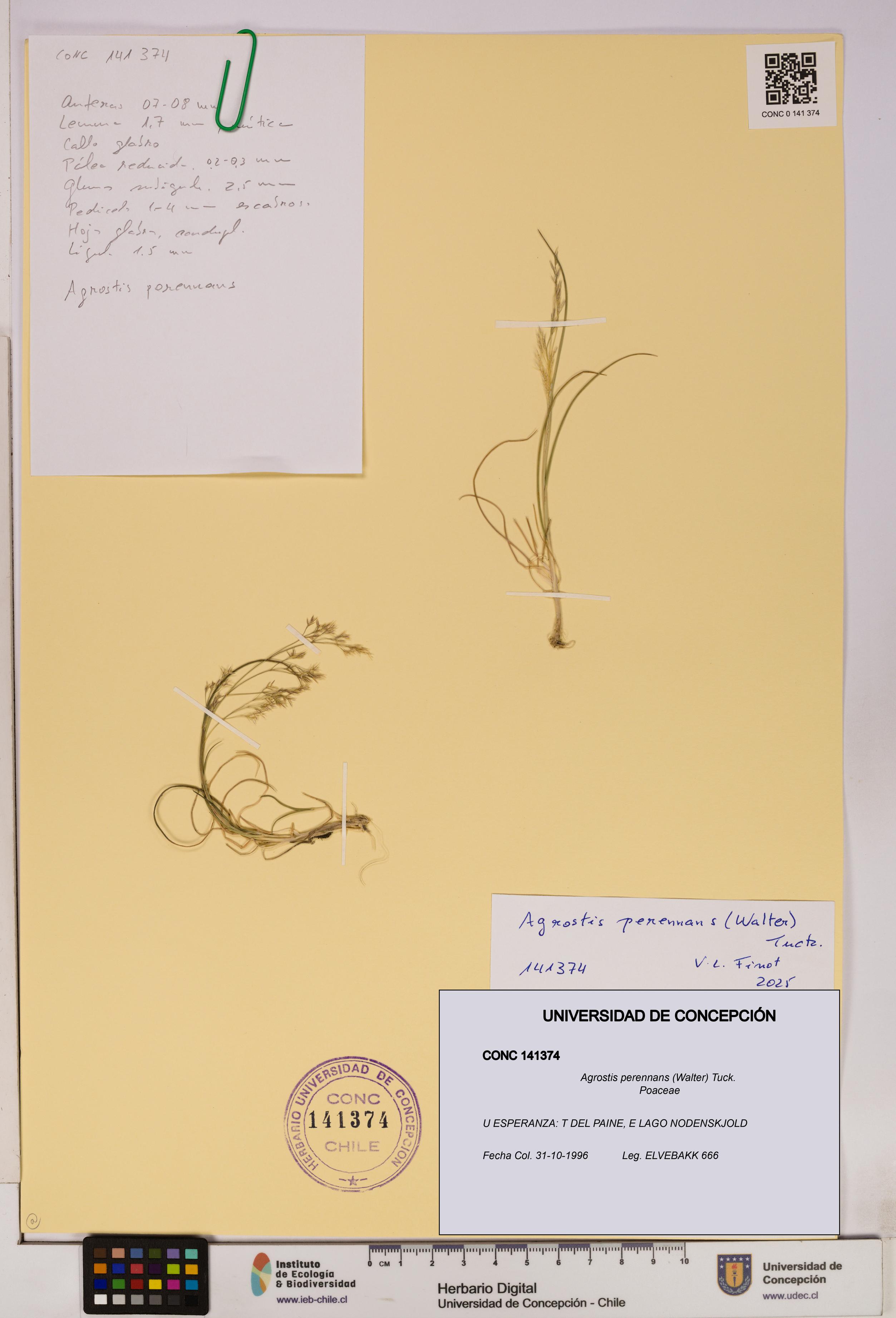 Agrostis perennans [Espécimen: UDEC:CONC:0141374]