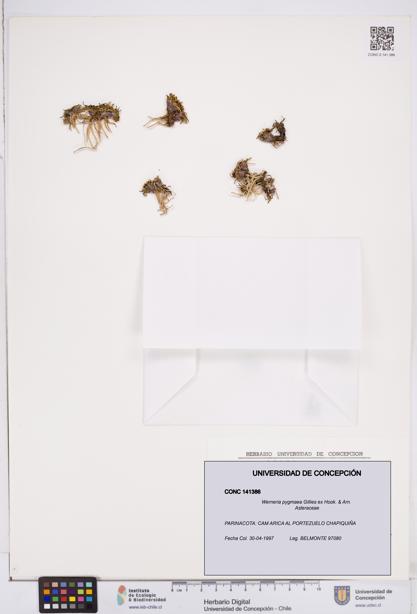 Werneria pygmaea [Espécimen: ]