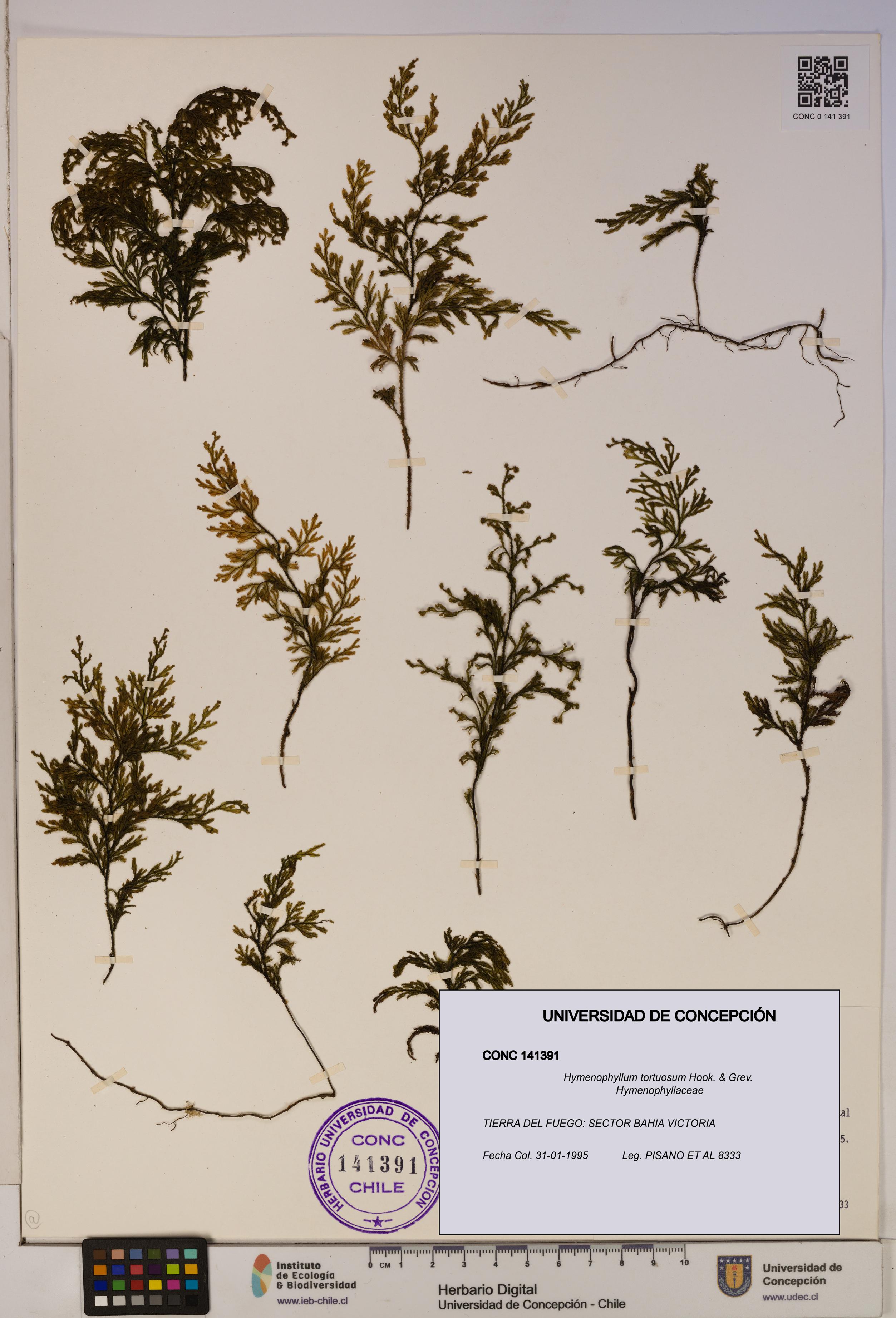 Hymenophyllum tortuosum [Espécimen: ]