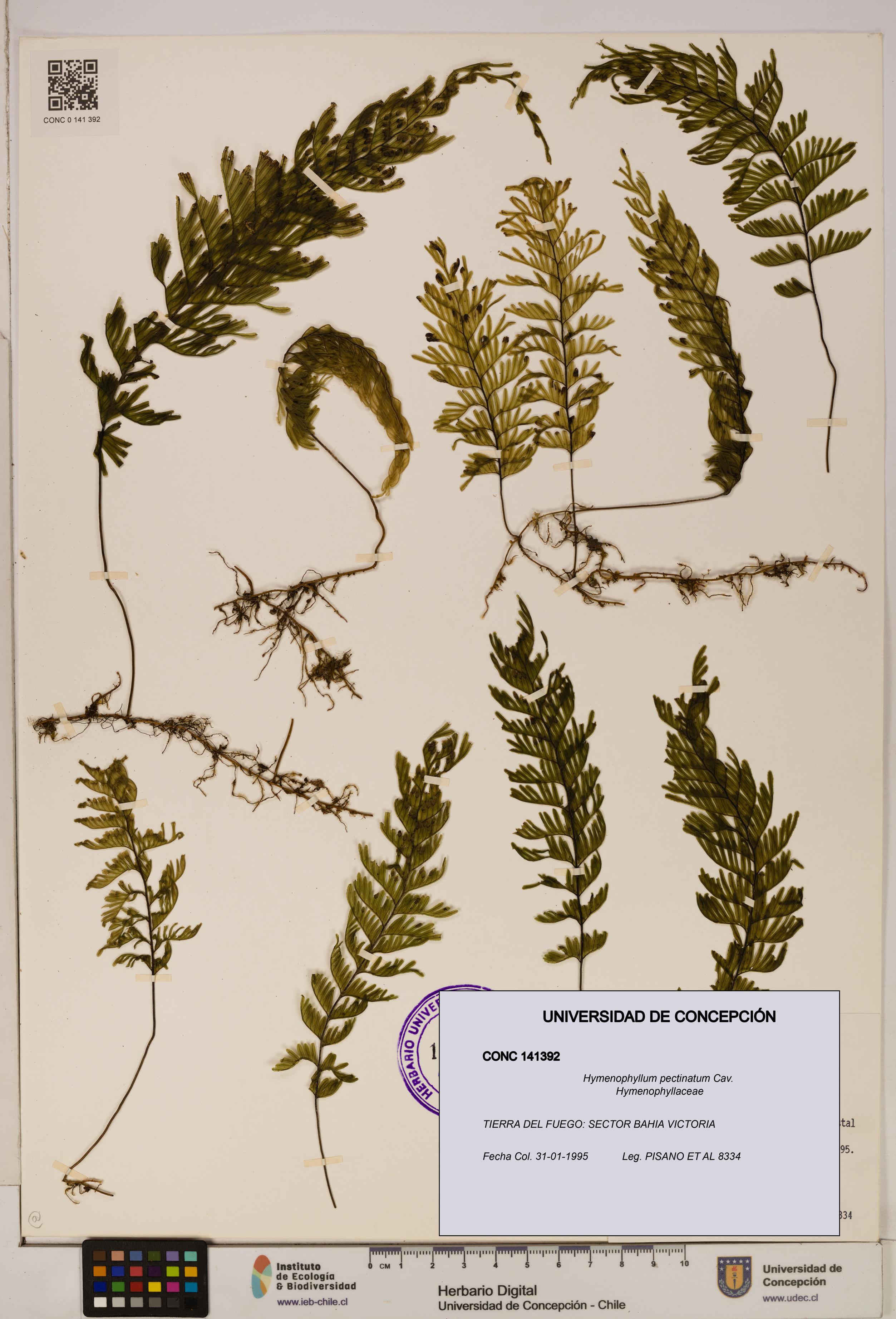 Hymenophyllum pectinatum [Espécimen: ]