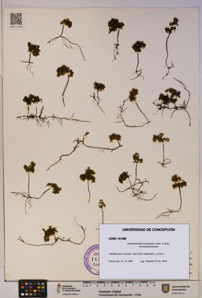 Hymenophyllum tortuosum [Espécimen: ]