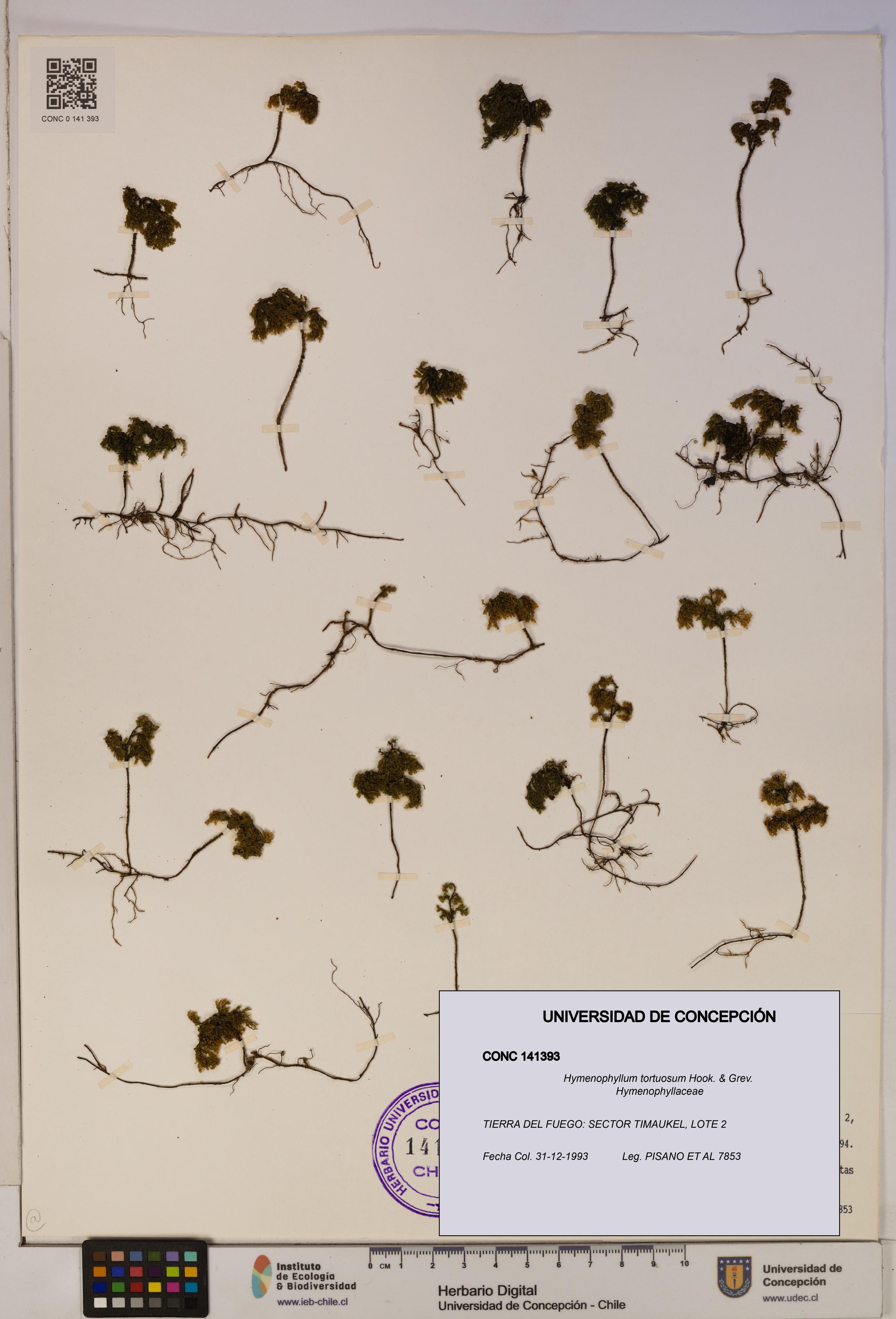 Hymenophyllum tortuosum [Espécimen: ]