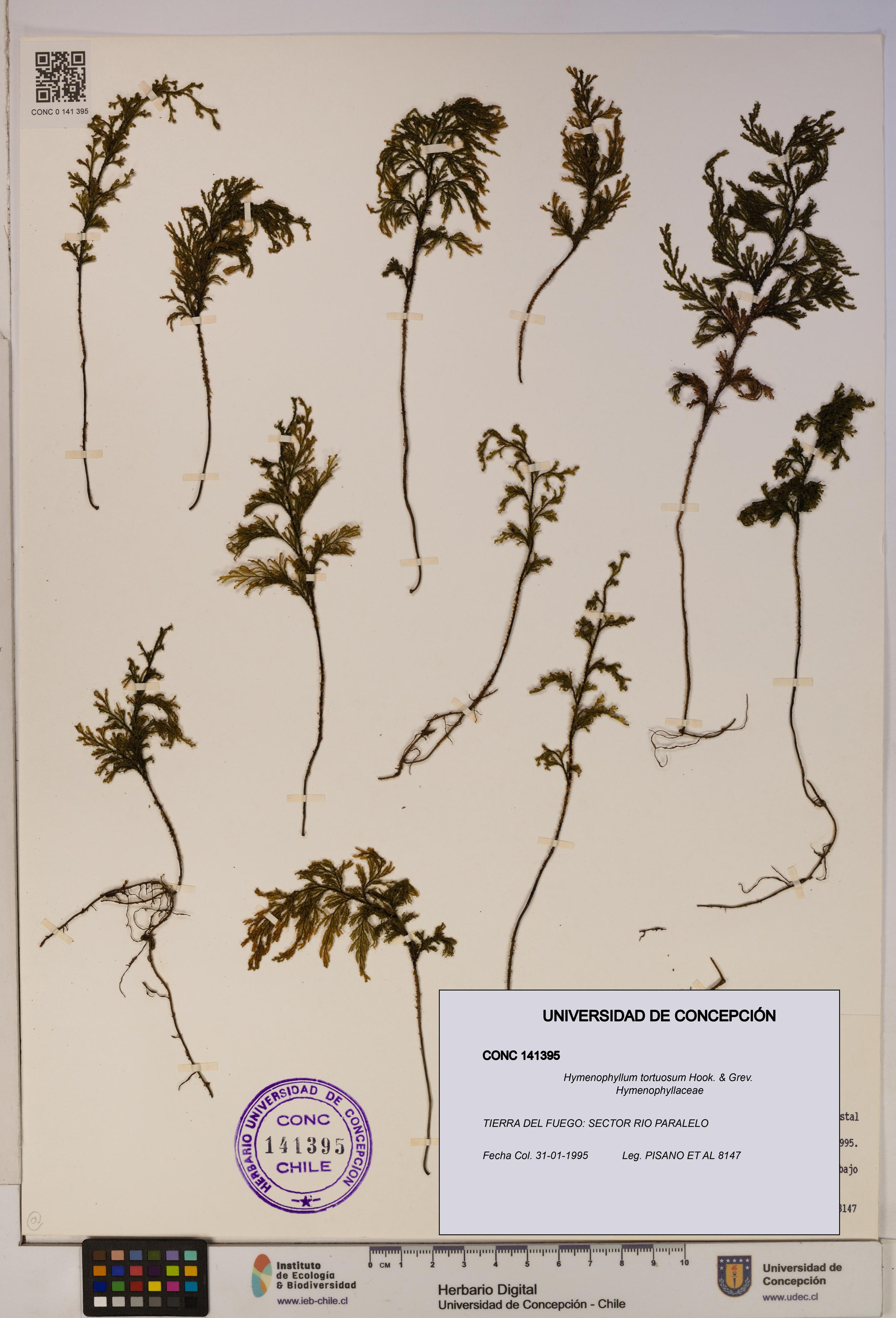 Hymenophyllum tortuosum [Espécimen: ]
