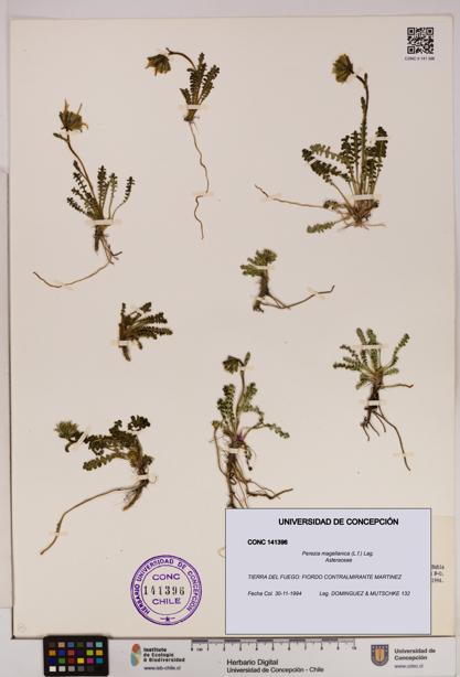 Perezia magellanica [Espécimen: UDEC:CONC:0141396]