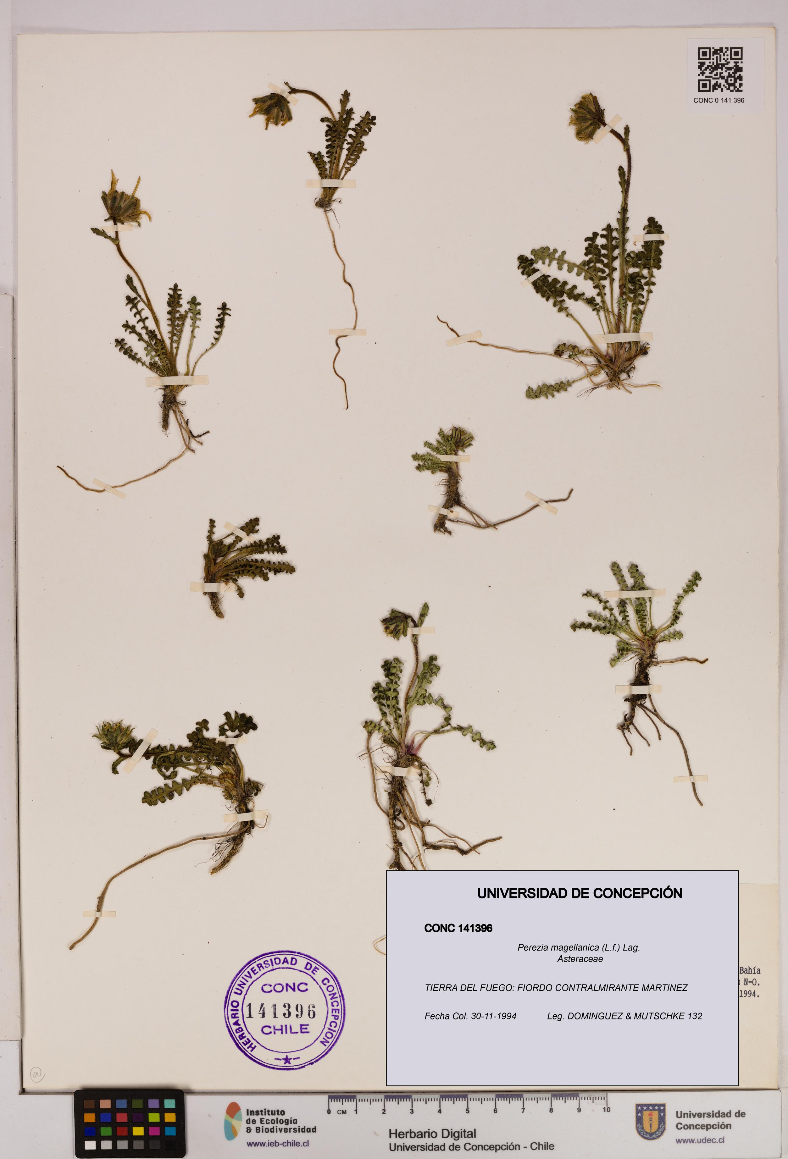 Perezia magellanica [Espécimen: UDEC:CONC:0141396]