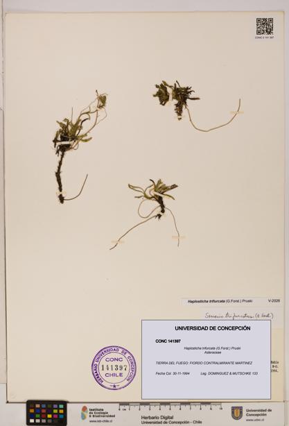 Haplosticha trifurcata [Espécimen: UDEC:CONC:0141397]