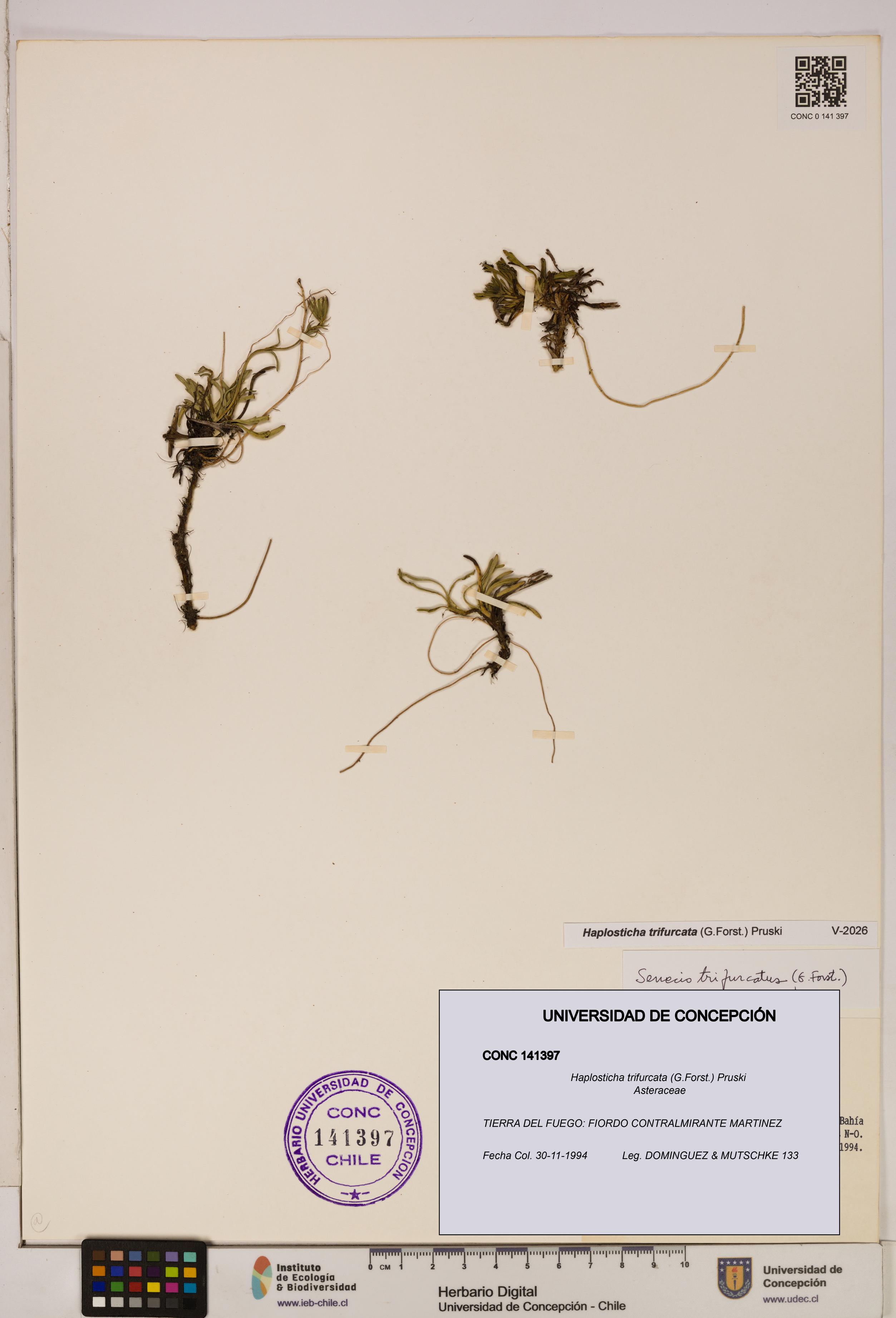 Haplosticha trifurcata [Espécimen: UDEC:CONC:0141397]