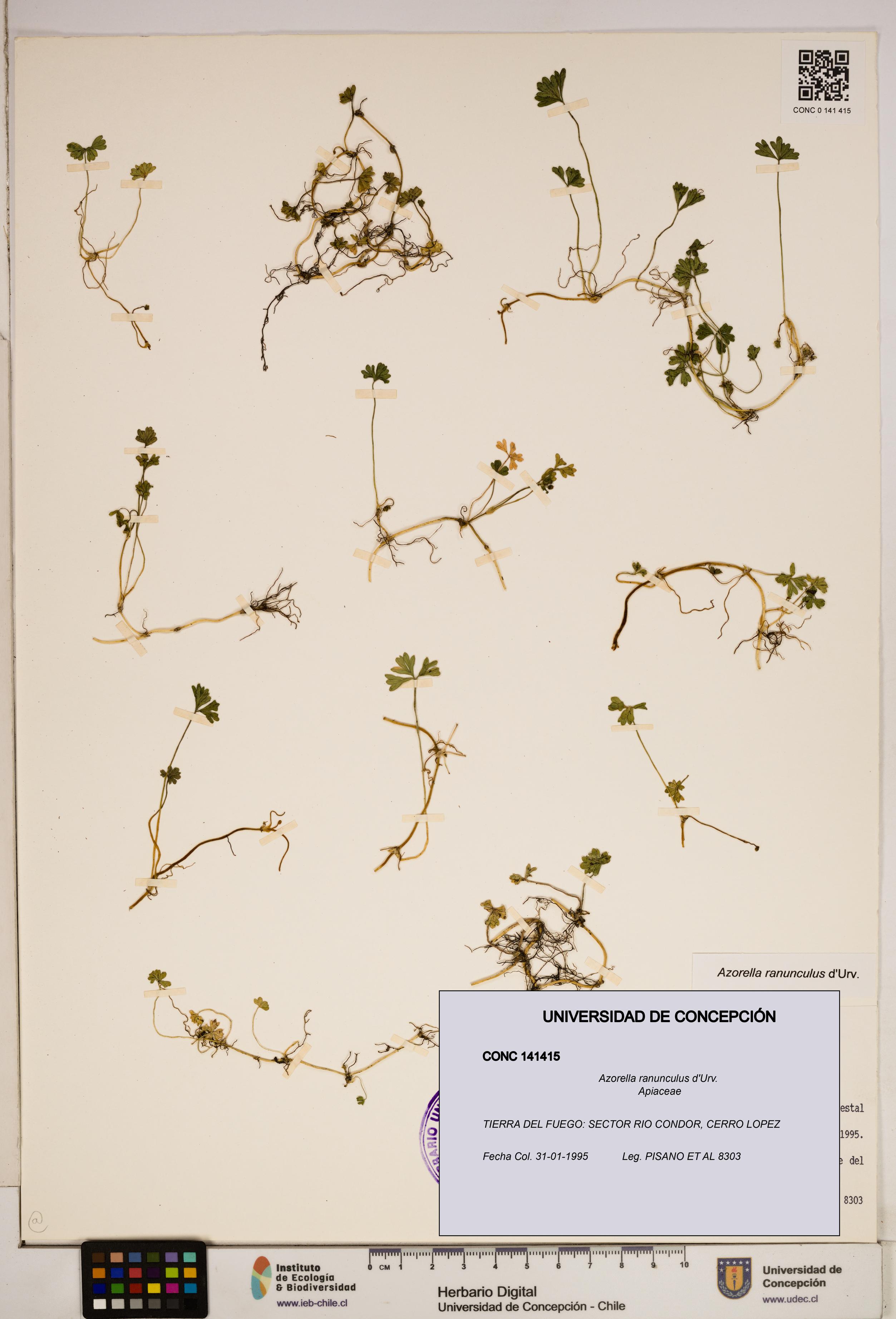 Azorella ranunculus [Espécimen: ]