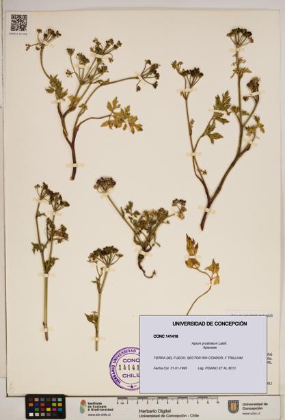 Apium prostratum [Espécimen: ]