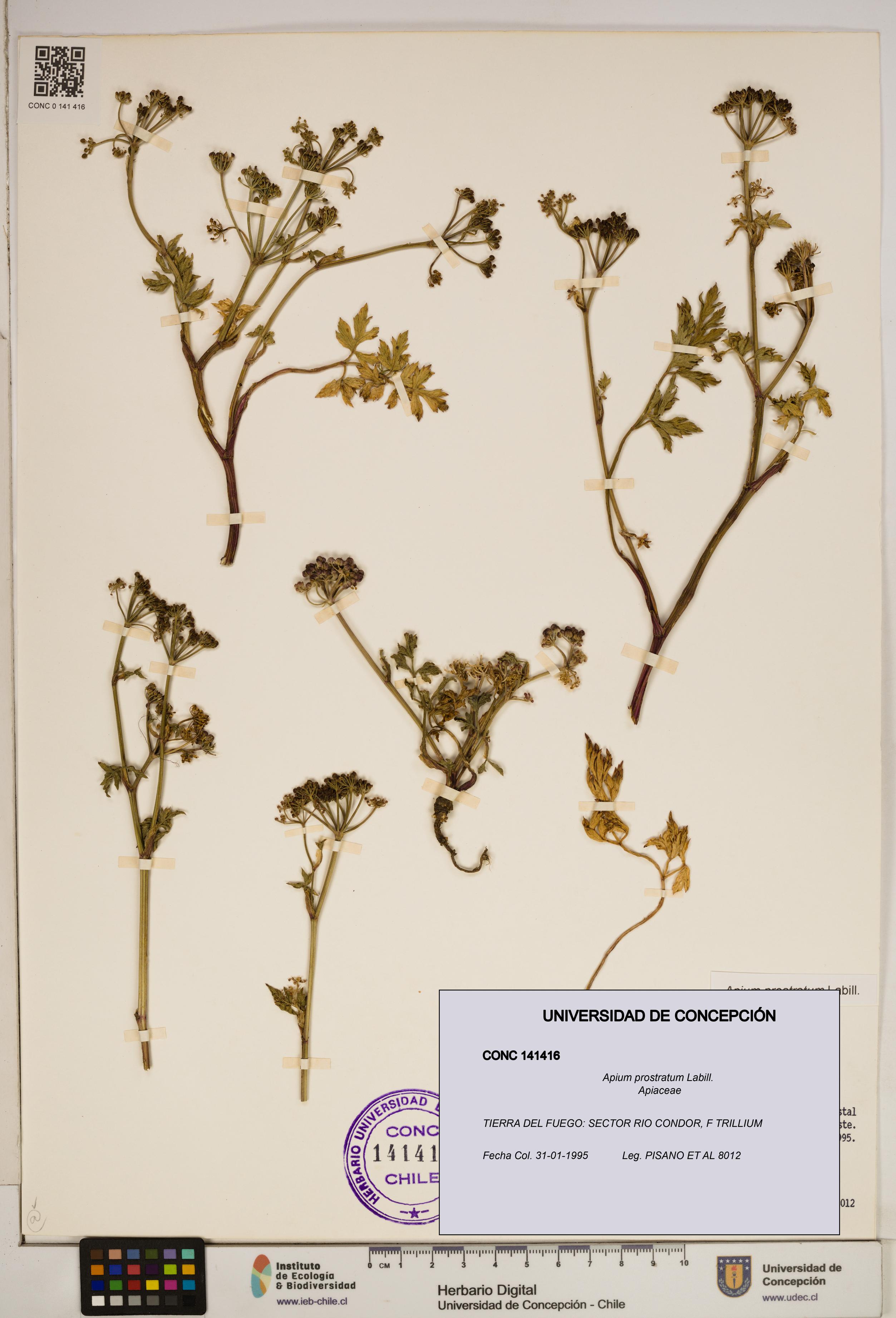 Apium prostratum [Espécimen: ]