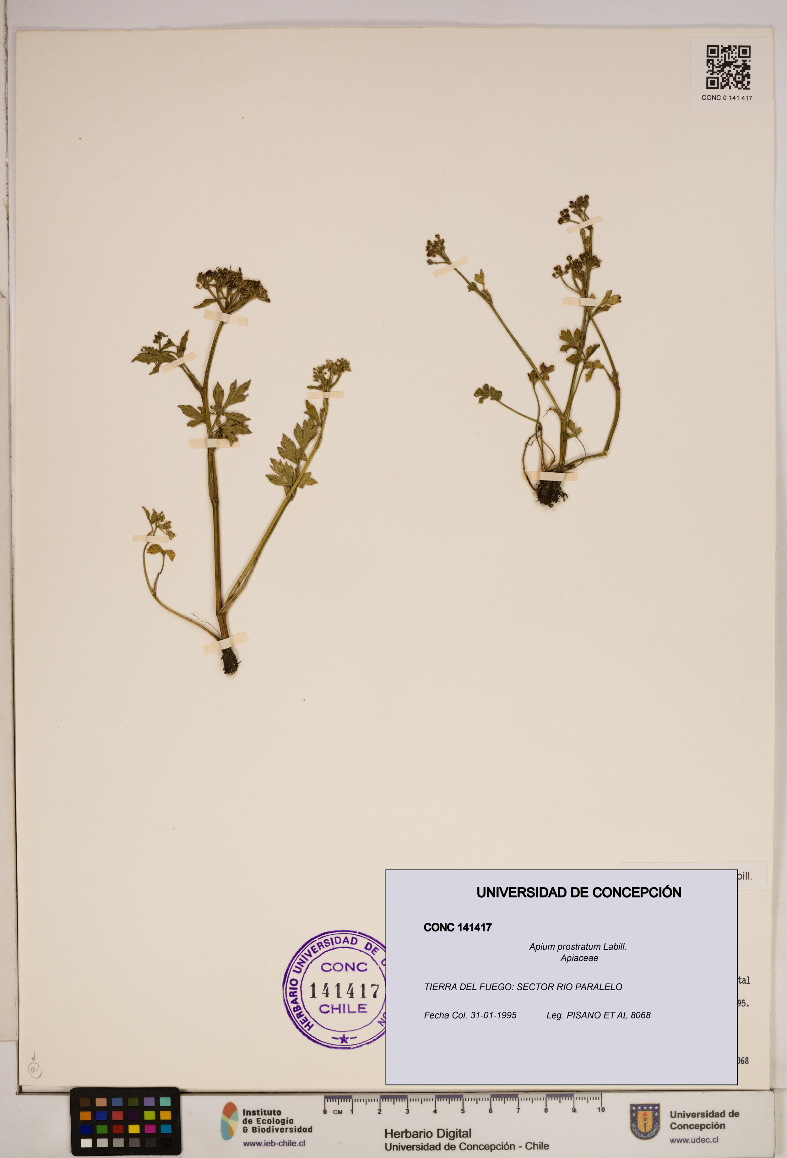 Apium prostratum [Espécimen: ]