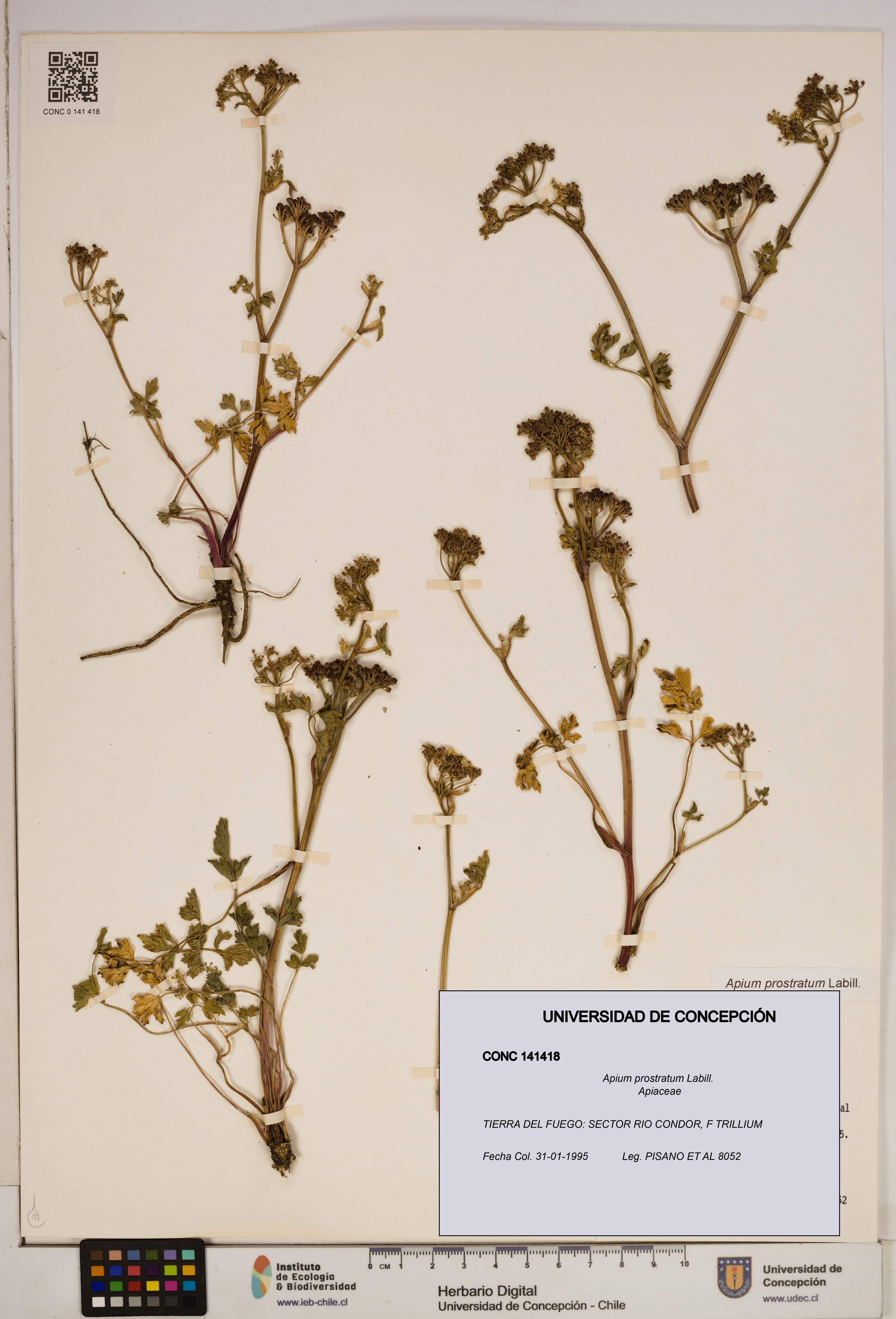 Apium prostratum [Espécimen: ]
