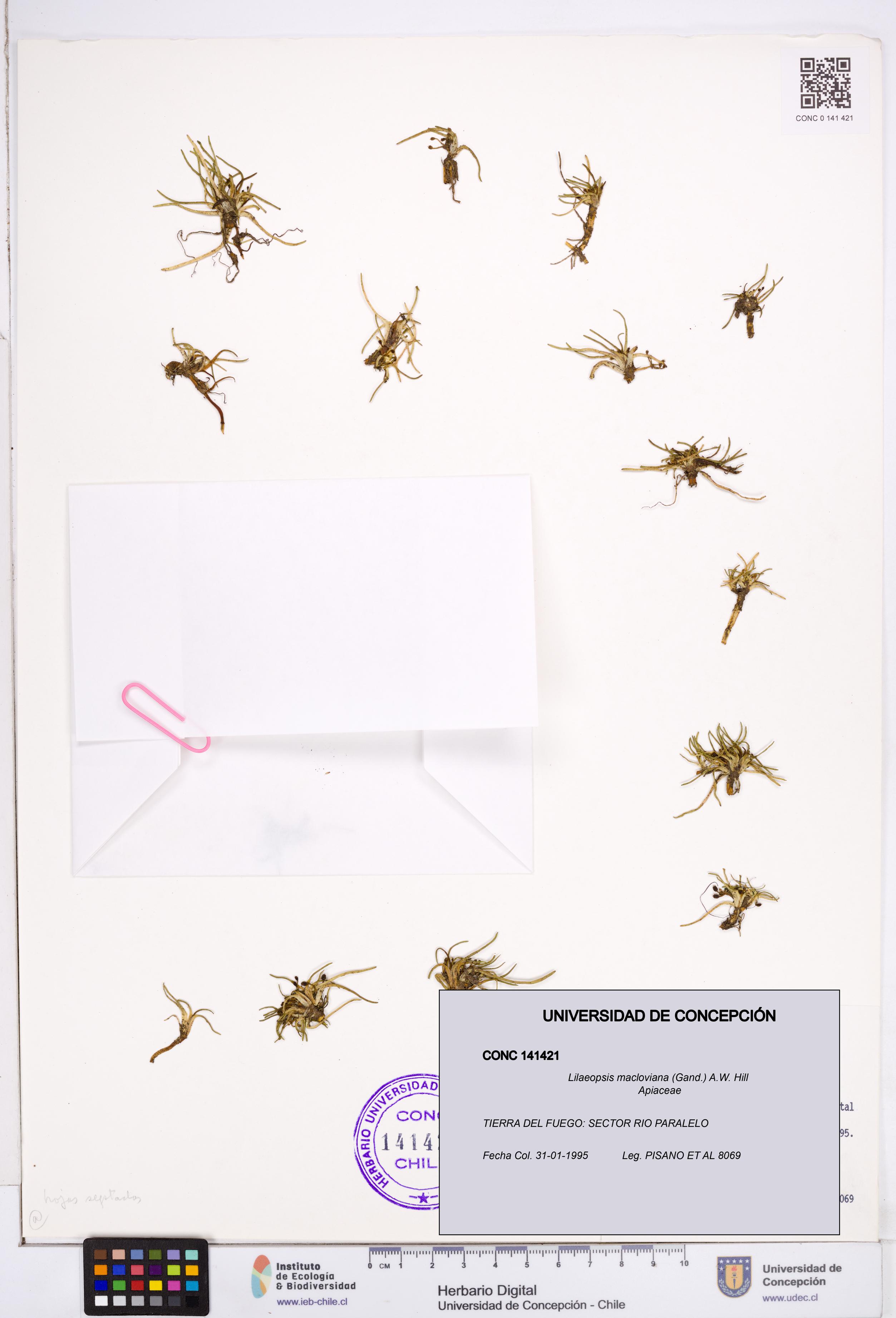 Lilaeopsis macloviana [Espécimen: ]