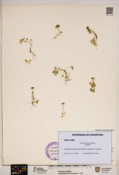 Azorella ranunculus [Espécimen: ]