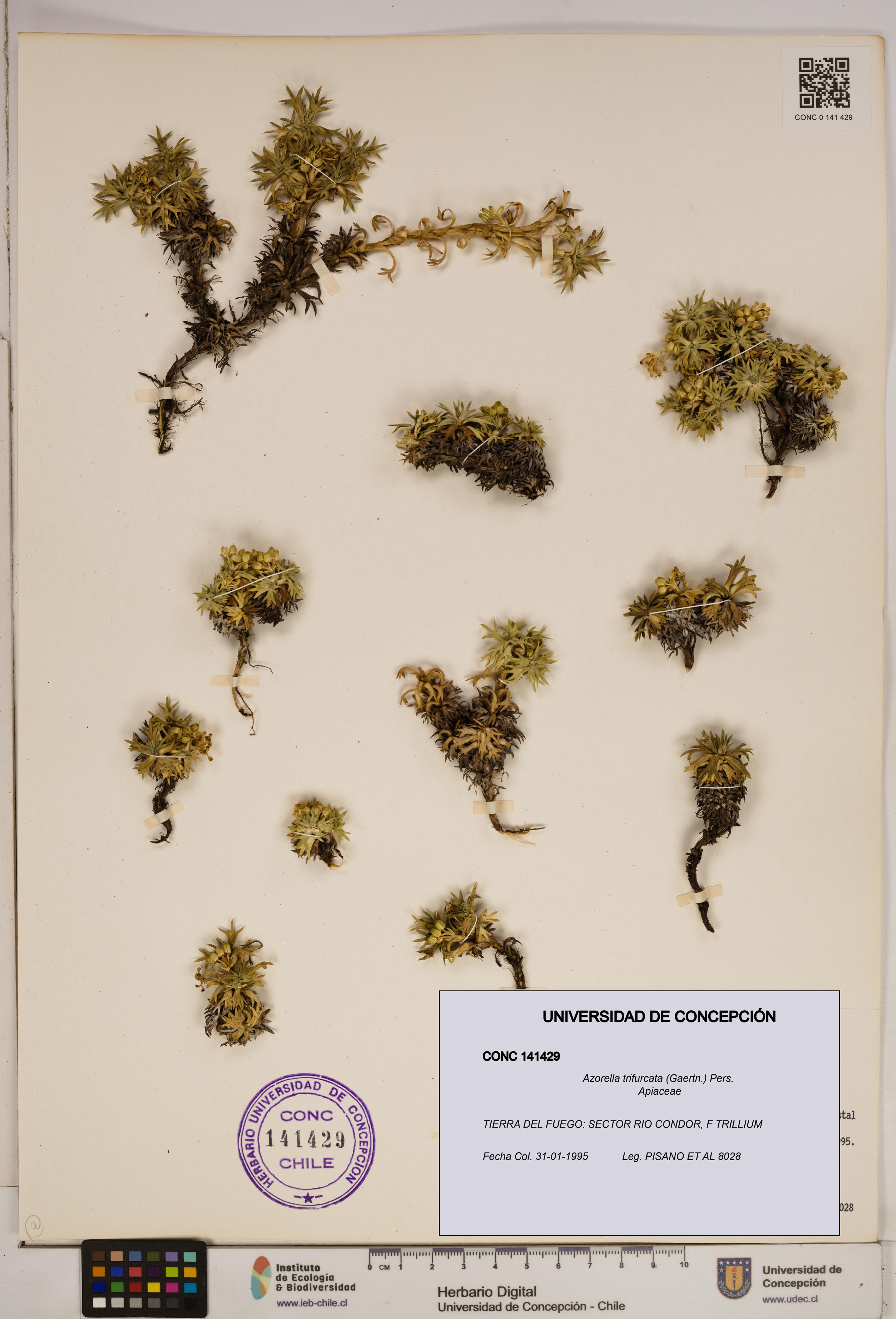 Azorella trifurcata [Espécimen: ]