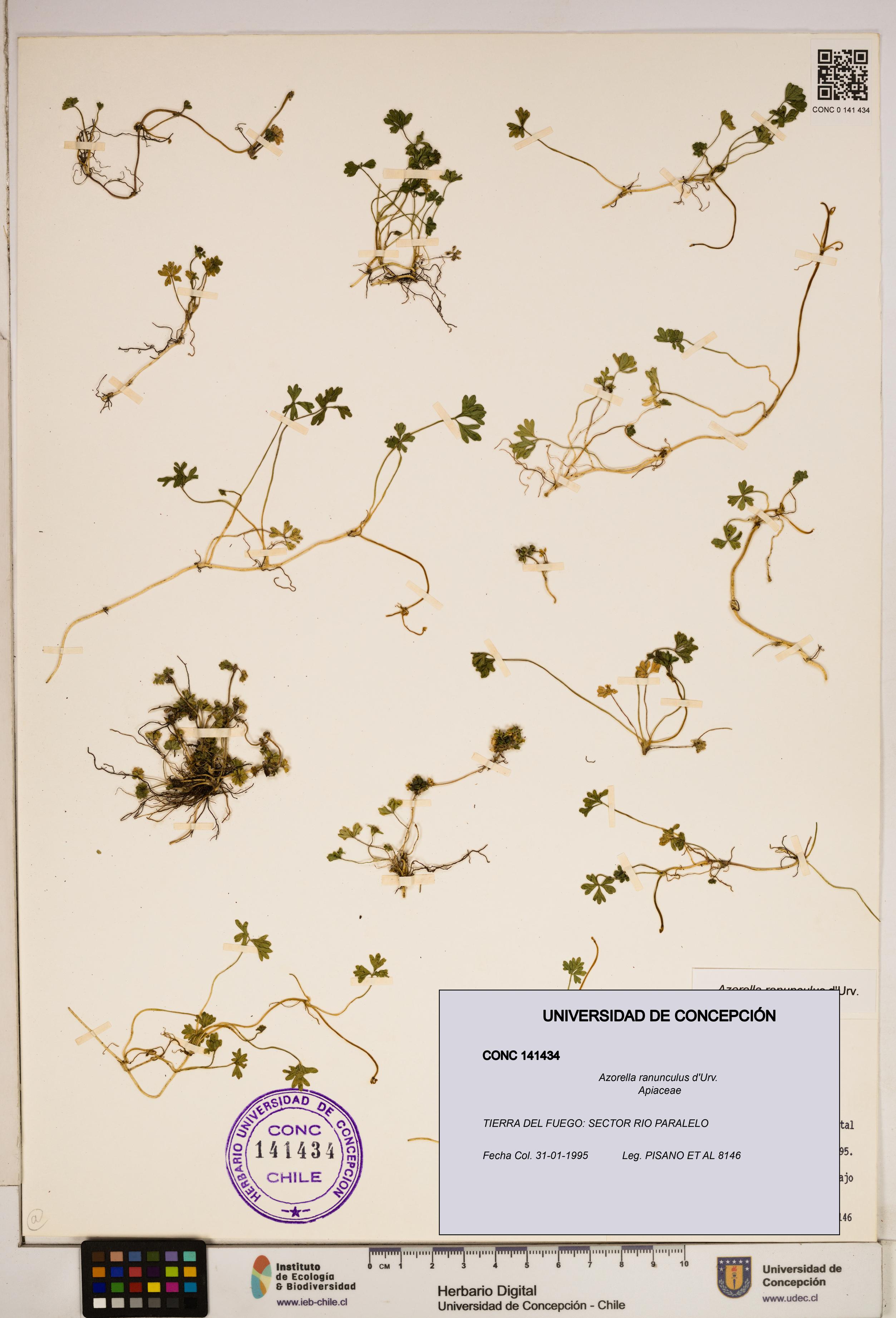 Azorella ranunculus [Espécimen: ]