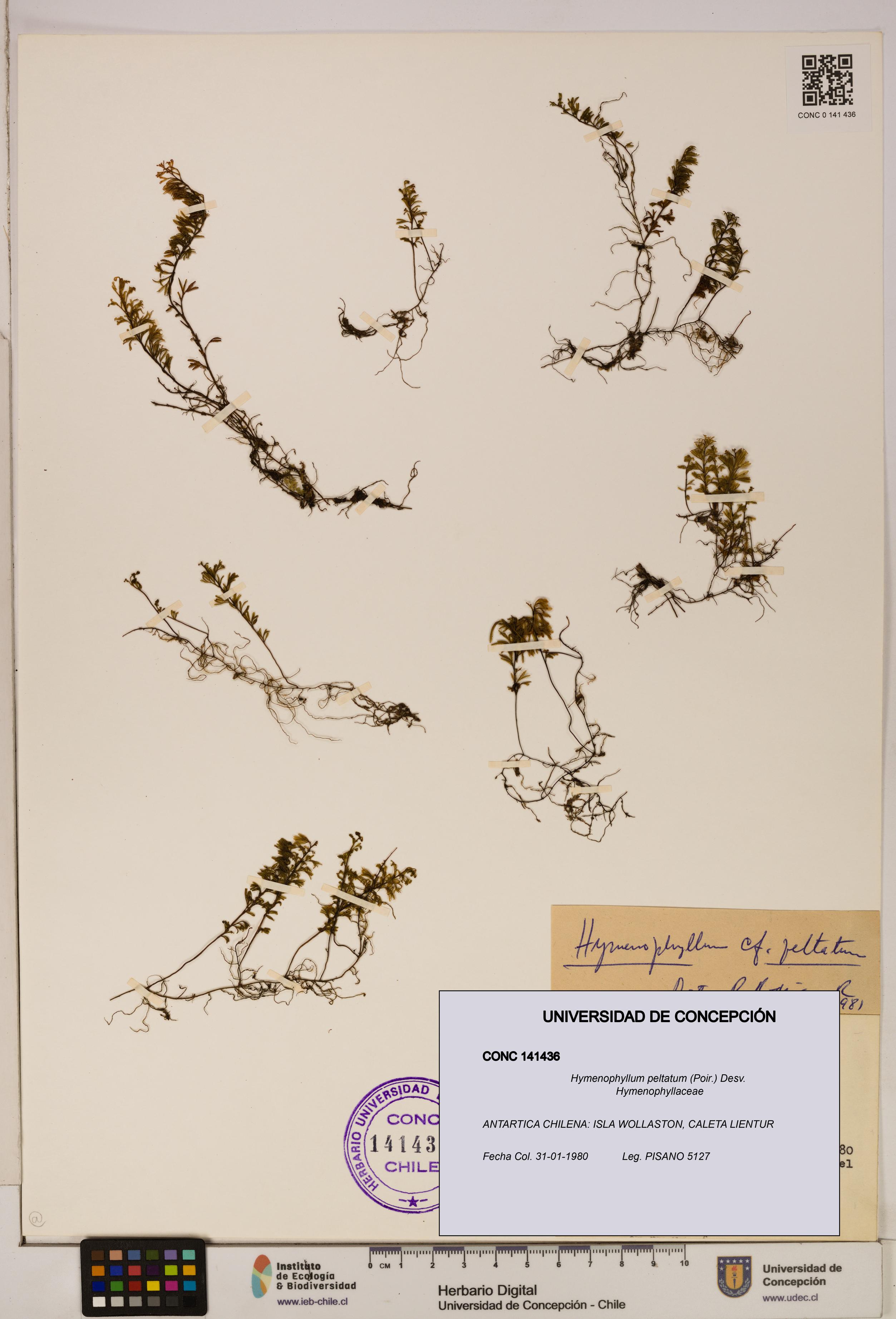 Hymenophyllum peltatum [Espécimen: ]