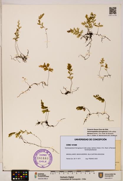 Hymenophyllum ferrugineum [Espécimen: UDEC:CONC:0141440]