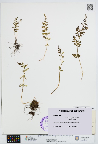 Cystopteris apiiformis [Espécimen: UDEC:CONC:0141446]