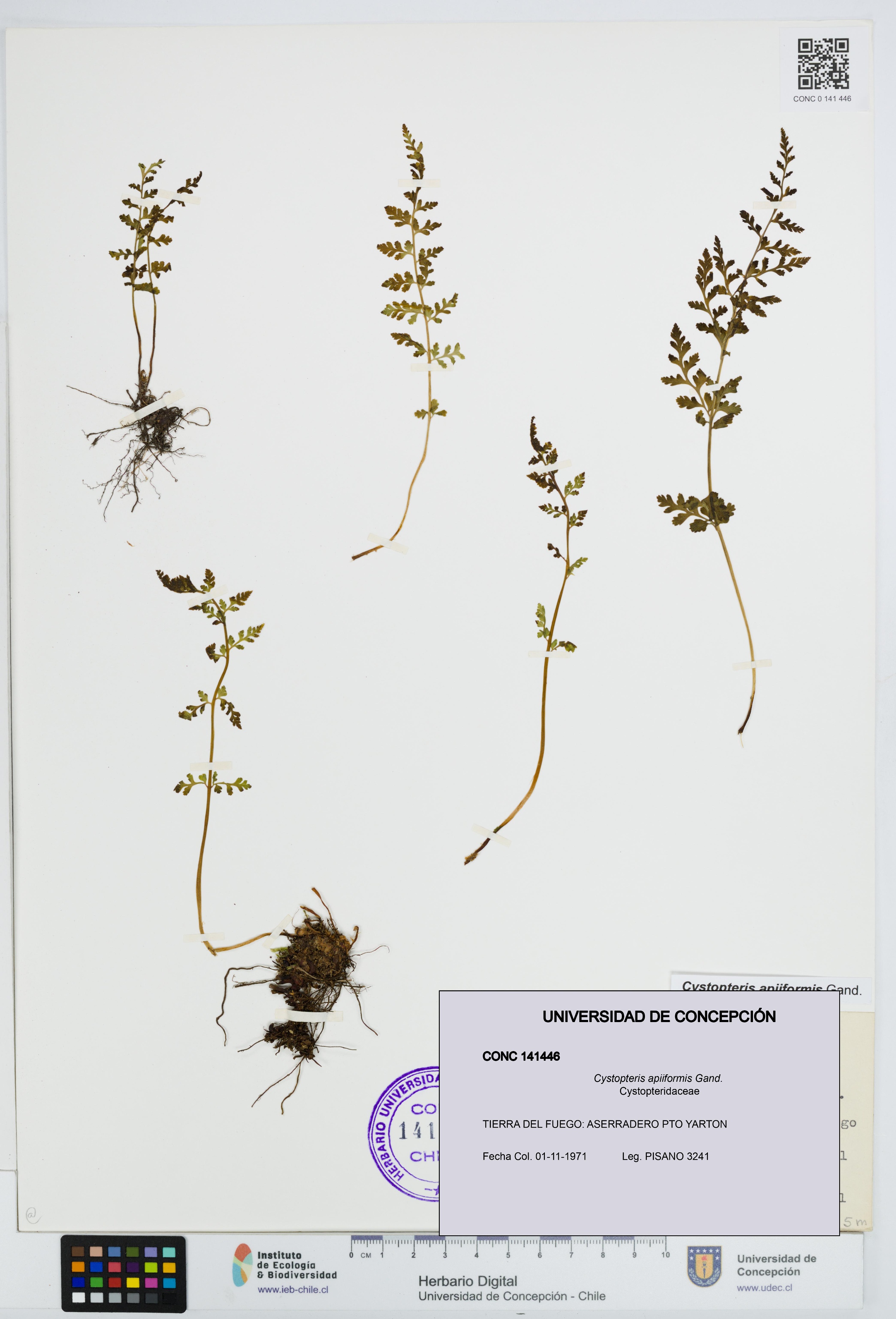 Cystopteris apiiformis [Espécimen: UDEC:CONC:0141446]