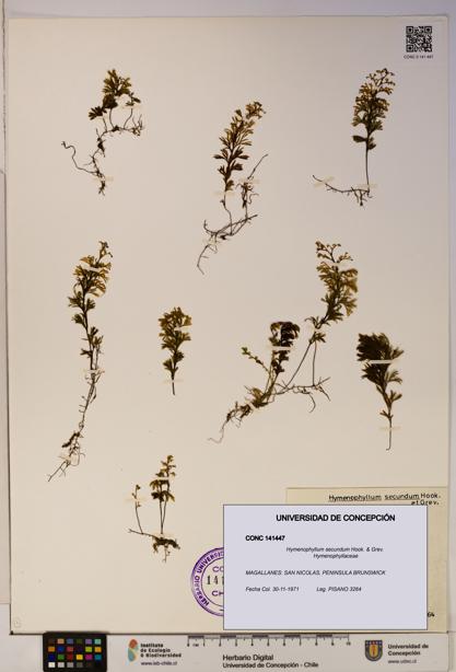 Hymenophyllum secundum [Espécimen: ]